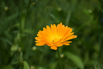 yellow flower in the garden