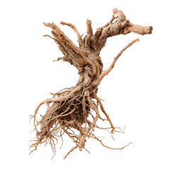 dead dry root of an old tree isolated on white or transparent png