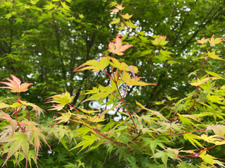 Japanese Maple Leaves Turning Red in Early Autumn