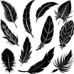 Obraz premium Collection of Detailed Feather Silhouettes Depicting Bird Plumage