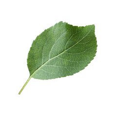 One green apple tree leaf isolated on white