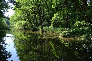 Beautiful scenery of Zdunskie Lake in summer time. Kociewie, Poland, Nature 2000 Area: Oak-hornbeam forests on Zdunskie and Szpegawskie Lakes
