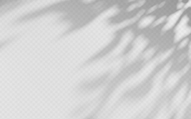 Obraz premium Abstract shadow overlay from tree branch on a transparent background.