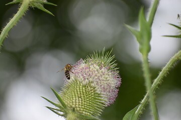 bee on a flower