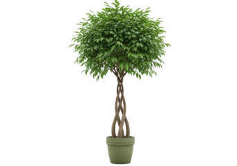 A lush green ficus tree with a braided trunk stands in a pot, isolated on a transparent background