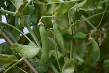 Fototapeta premium green beans in the garden