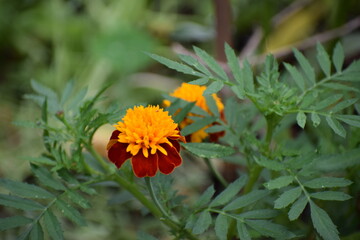 yellow flower on green background