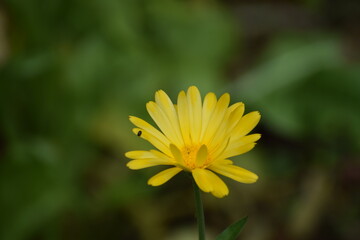 yellow flower in the garden