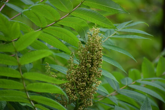 close up of a pine cone