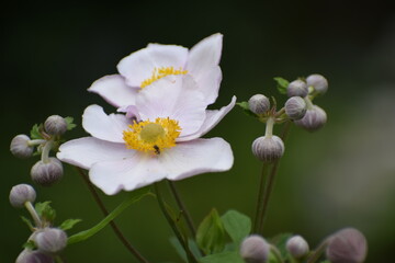 white flowers in the garden
