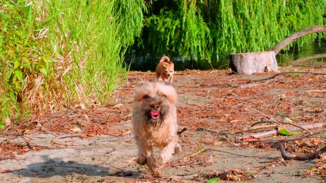 Slow motion Yorkie-poo small dog drinking water from lake sandy beach sunny day