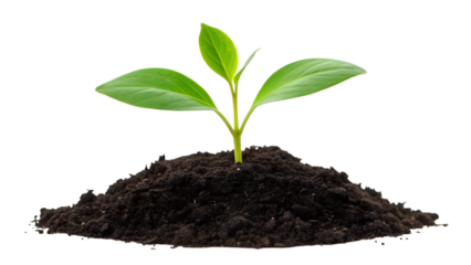 A young green seedling with three leaves growing from a mound of dark soil isolated on transparent background