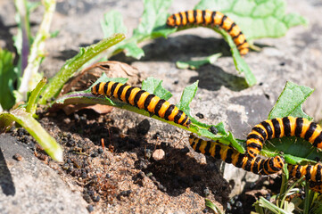 Cinnabar caterpillars black and yellow striped bodies, a colour that warns predators of their toxicity. This toxicity is acquired through their diet, primarily ragwort 