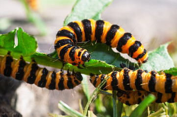 Naklejka premium Cinnabar caterpillars black and yellow striped bodies, a colour that warns predators of their toxicity. This toxicity is acquired through their diet, primarily ragwort 