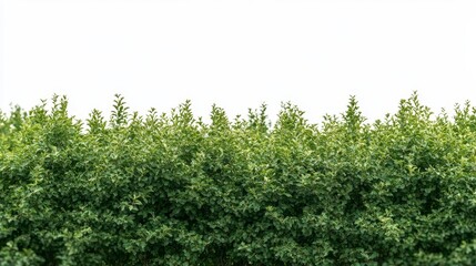 Fototapeta premium A secluded band of densely packed forest trees, ideal for incorporating depth and authenticity into designs