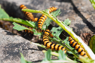 Cinnabar caterpillars black and yellow striped bodies, a colour that warns predators of their toxicity. This toxicity is acquired through their diet, primarily ragwort 