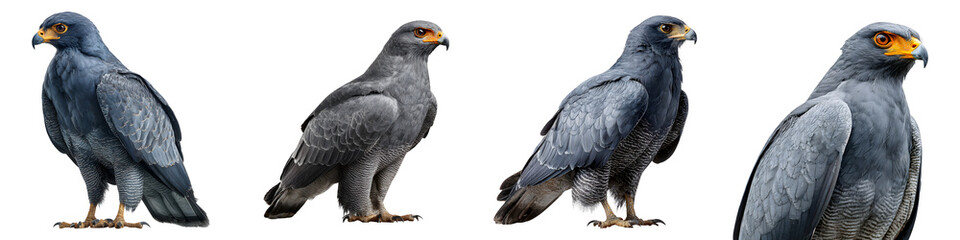 Fototapeta premium Isolated Gray Hawks Bird of Prey: Majestic Wildlife Portrait Series
