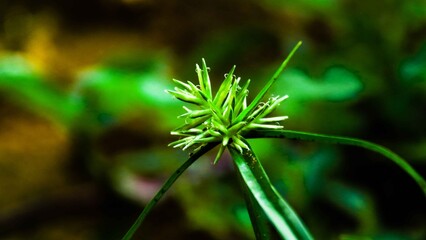 green kigali