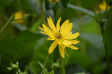 yellow flower in the garden