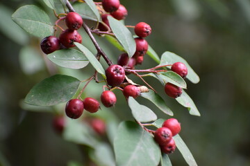 red cherries on a branch