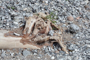 Steine am Strand, Kreidek&uuml;ste, R&uuml;gen, Insel R&uuml;gen, Mecklenburg-Vorpommern