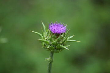 thistle flower in the garden