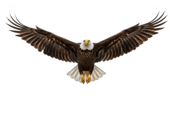 A majestic bald eagle in flight with its wings fully spread, viewed from the front, isolated on white isolated on transparent background