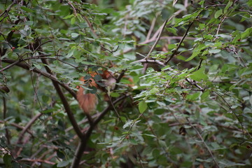 bird on a branch