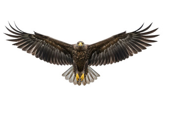 A majestic eagle with its wings spread wide soars through the sky, isolated on a transparent background