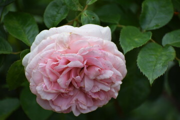 Obraz premium pink rose in garden