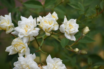Fototapeta premium white flowers in the garden