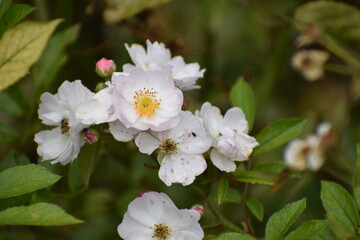 apple tree blossom