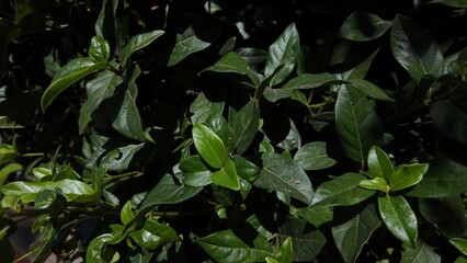 Floral background as Close-up Photography