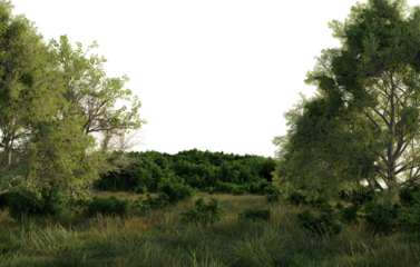 Lush greenery fills the foreground. Tall trees stand sentinel on either side of a dense undergrowth of shrubs and grasses, illuminated by soft, diffused light.  The scene suggests a tranquil