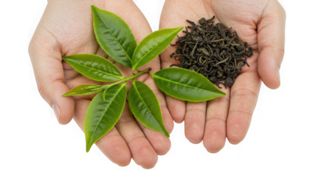 Hands holding fresh green tea leaves and dried tea on a transparent background
