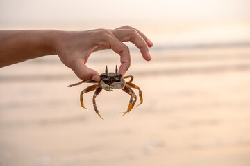 Hand holding a small crab on the beach at sunset. Close-up detail of crustacean with soft warm light and ocean background. Perfect for marine, coastal life, nature, and travel themes.