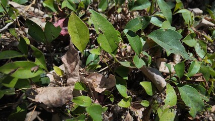Floral background as Close-up Photography