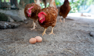 Brown hens and freshly laid eggs on dirt ground, free-range organic farming concept showing natural...