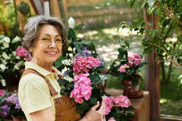 Fototapeta premium Joyful senior woman caring for vibrant flowers in a sunlit garden surrounded by blossoms