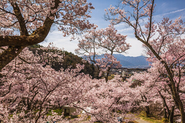 Panoramic view of a stunning cherry blossom landscape in Japan, featuring numerous pink trees in full bloom against a backdrop of mountains and a quaint town.  A picturesque springtime scene.