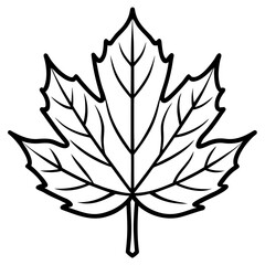 Maple Leaf Vector Illustration