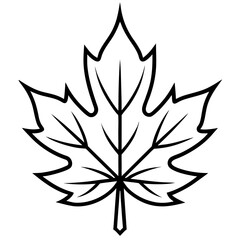 Obraz premium Maple Leaf Vector Illustration