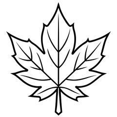 Maple Leaf Vector Illustration