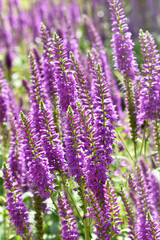 Downy sage purple salvia flower background  with shallow DOF