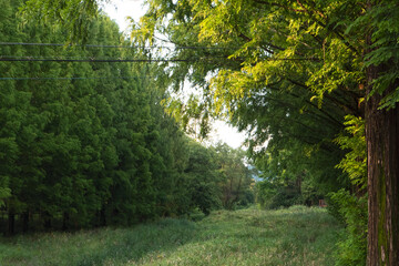 Sunlit Forest Path Surrounded by Dense Green Trees