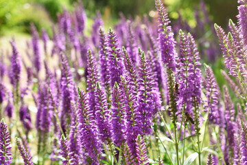 Naklejka premium Downy sage purple salvia flower background with shallow DOF