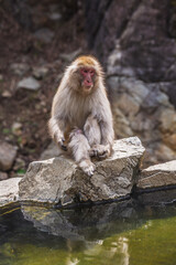 Japanese macaque, also known as snow monkey, sits on a rock near a pond in Jigokudani Monkey Park, Nagano, Japan.  A serene moment of wildlife in its natural habitat.
