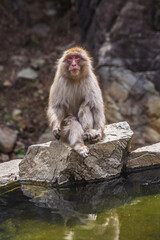 Japanese macaque, also known as snow monkey, sits on a rock near a pond in Jigokudani Monkey Park, Nagano, Japan.  The primate is relaxed and looks directly at the camera.