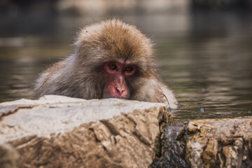 Japanese macaque, also known as snow monkey, partially submerged in a hot spring.  Its fur is thick and light brown.  The monkey's face is partially visible, showing its reddish nose and dark eyes.