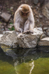 Japanese macaque, also known as snow monkey, sits on a rock by a pond in Jigokudani Monkey Park, Nagano, Japan.  The monkey appears calm and contemplative, its reflection visible in the water.